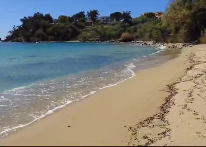 Olivia -ελιά * PalaiónTsiflíkion